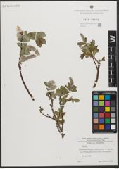 Foto von Salix L.
